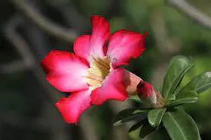 Baishnab Adenium Plant PINK ADENIUM PLANT-thumb1