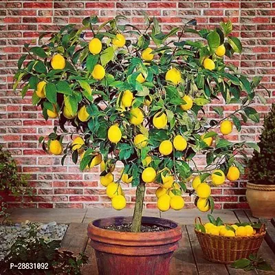 Baishnab  Lemon plant 44 Lemon Plant-thumb0