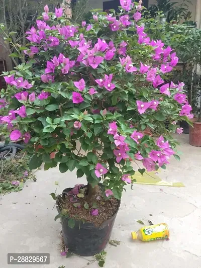 Baishnab  Bougainvillea Plant CF000113 Baugainvil