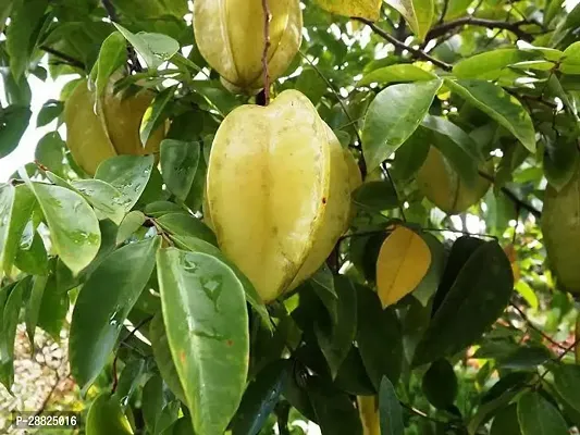 Baishnab  sb1 Star Fruit Carambola Grafted Plant