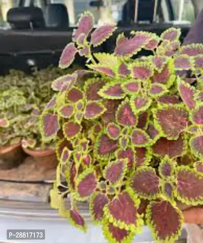 Baishnab  Tilak Tulshi Plant Y002 Coleus Plant