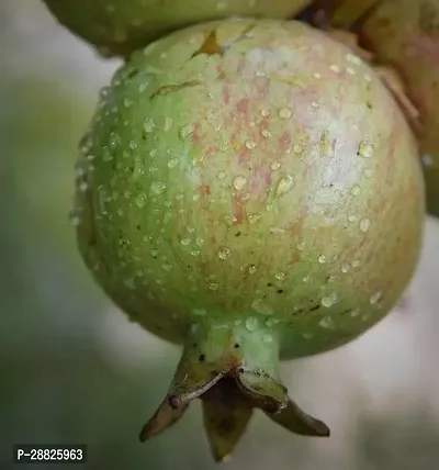 Baishnab  Pomegranate Plant Live Plant CF048111 P