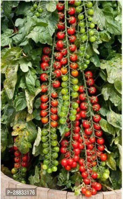 Baishnab Earth Seeds P192Tomato Seeds 4675PIECE-thumb0