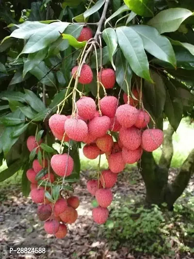 Baishnab  LYY11 Litchi Plant-thumb0