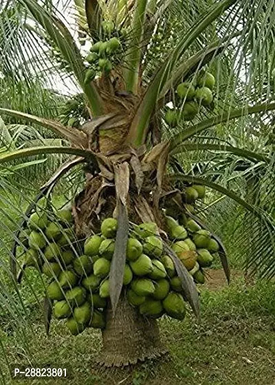 Baishnab  Coconut Malayan Green Dwarf Live Plant-thumb0