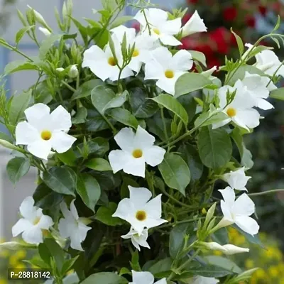 Baishnab  White Mandevillea Flower Plants  ko o Man-thumb0