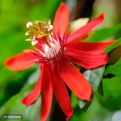 Baishnab  Passion Flower Live PlantCF2 Passion Pl