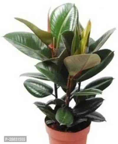 Baishnab  Gardens Rare Ficus elastica  Baby Rubber-thumb0