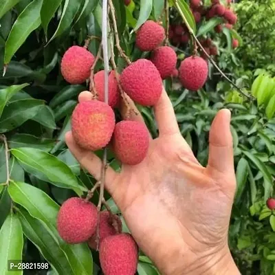 Baishnab  Buy litchi plants Litchi Plant-thumb0