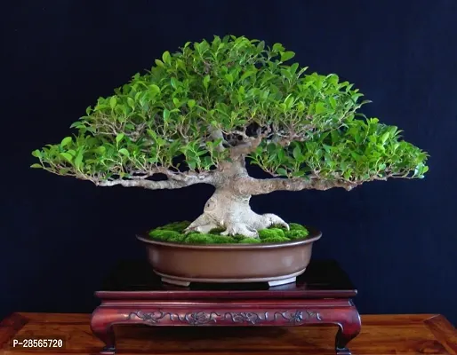 Baishnab Ficus Plant Ficus bonsai-thumb0