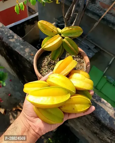 Baishnab  Rare Star Fruit Grafted Live plant CF071-thumb0