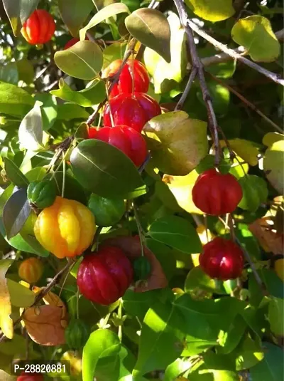 Baishnab  cherry plant39 Cherry Fruit Plant-thumb0