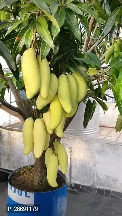 Baishnab Mango Plant Original live grafted sweet mango plant-thumb0