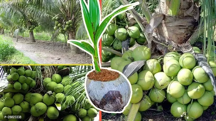 Baishnab  Coconut Plant G 01 Coconut Plant