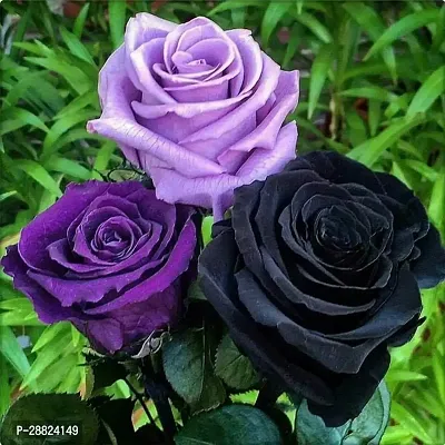 Baishnab  Rare Grafted  BlackPurpleBlue Rose Gu