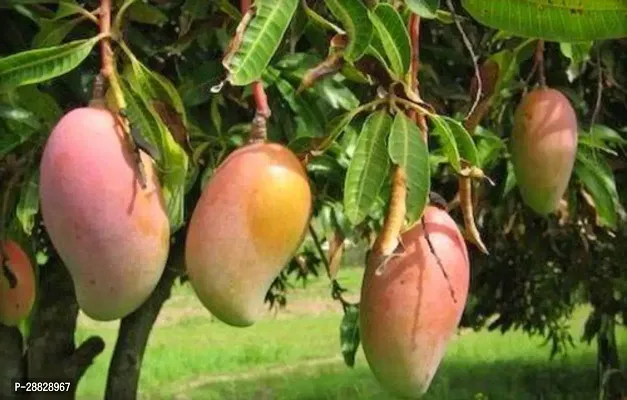 Baishnab  Gulab Khaas Mango Live Grafted Plant G03-thumb0