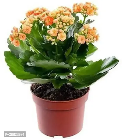 Baishnab  Kalanchoe Plant YELLOW FLOWER Kalanchoe P