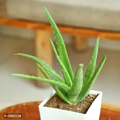 Baishnab  Aloe Vera Plant CF00056 Aloe Vera Plant-thumb0