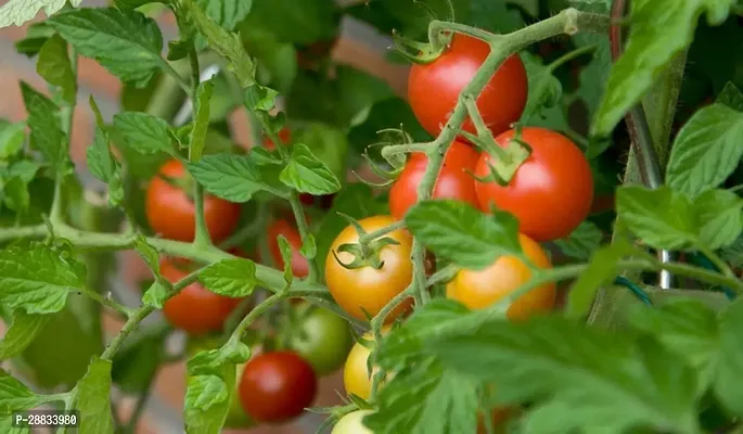 Baishnab tomato seed 500 ggmPusa Ruby Hybrid Tomato Seeds500PIECE-thumb0