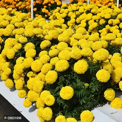 Baishnab mARIGOLD SEED BUHHYBRID MARIGOLD YELLOW50PIECE-thumb0