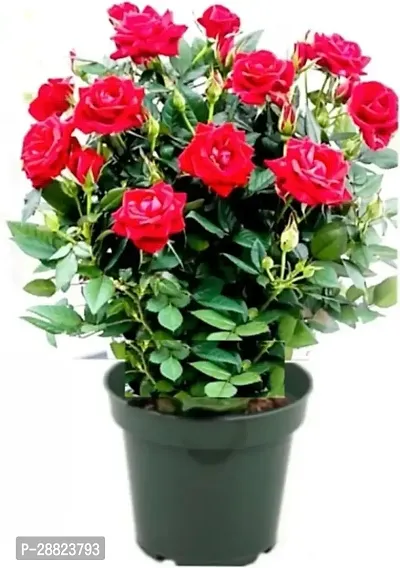 Baishnab  Rose Plant  Dutch Rose Plant  Rose Plan-thumb0