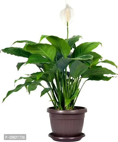 Baishnab  Ultima Gardening Peace Lily Ornamental-thumb0