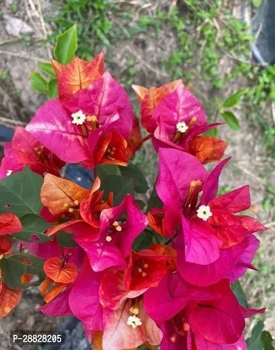 Baishnab  Baugainvillea Plant Disha000362 Baugai