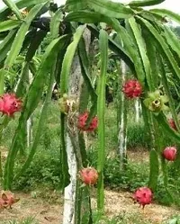 Baishnab Dragon Tree Red dragon-thumb1