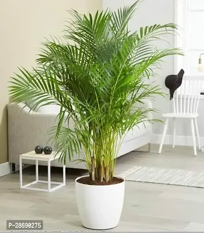 Baishnab Areca Palm Areca Palm Plant: Grow Your Way to Beauty-thumb0