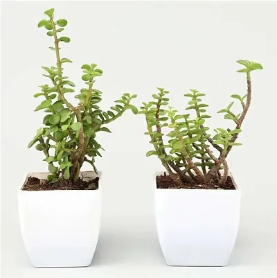 Best Selling Plant & Planters 