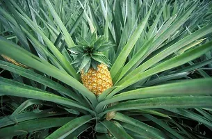 Baishnab Pine Apple Plant Abacaxi Pine apple Plant-thumb1