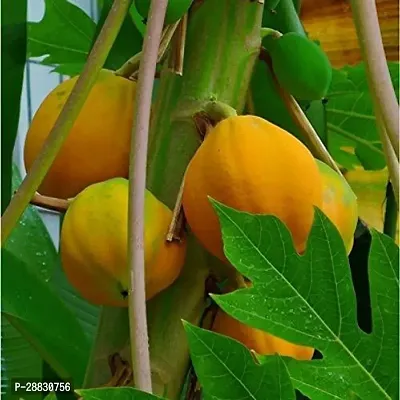 Baishnab  PAPITA29 Papaya Plant