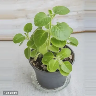 Baishnab  PNACN99 Ajwain Plant-thumb0