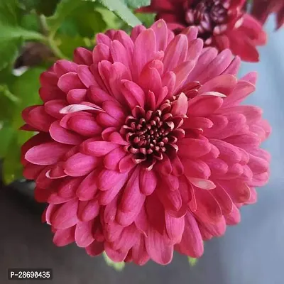 Baishnab Chrysanthemums Guldavari Plant Shevanti, Chrysanthemum morifolium (Maroon) - Plant-thumb0