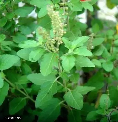 Baishnab  LIJY Tulsi Plant