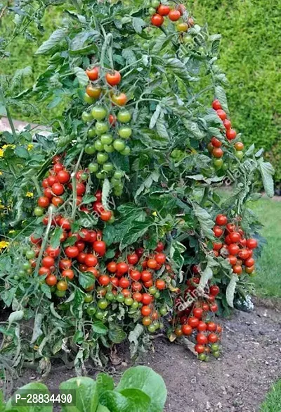 Baishnab Cherry seed  f 50psCherry Tomato Seednbsp;nbsp;50 per packet50PIECE-thumb0