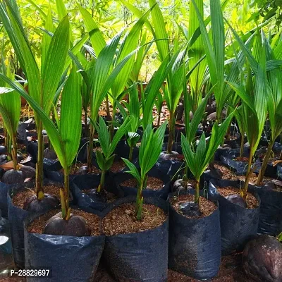 Baishnab  Premium Coconut Live Plant CF97 Coconut