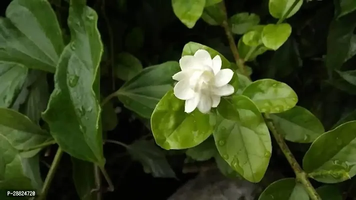 Baishnab  je321 Jasmine Plant