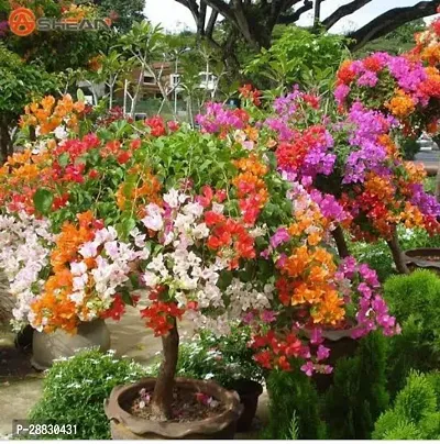 Baishnab  RH221 Bougainvillea Plant