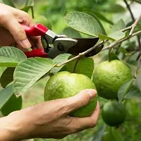 Baishnab Guava Plant White Arka MridulaArka Amulia Guava Plant-thumb2