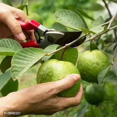 Baishnab Guava Plant White Arka MridulaArka Amulia Guava Plant-thumb3