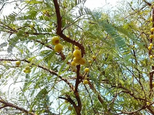 Baishnab  ASA01 Amla Plant-thumb0