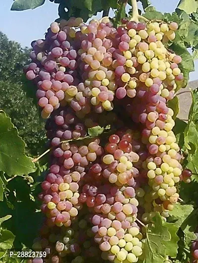 Baishnab  yyg11 Grapes Plant