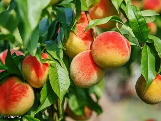 Baishnab  Peach Fruit Grafted And Healthy Live Plan