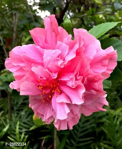 Baishnab  Double Tropical Pink Hibiscus PlantCFA1-thumb0