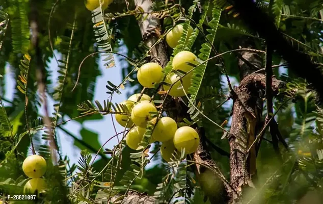 Baishnab  AOA01 Amla Plant