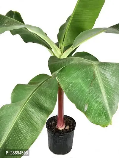 Baishnab Banana Plant bba1-thumb0