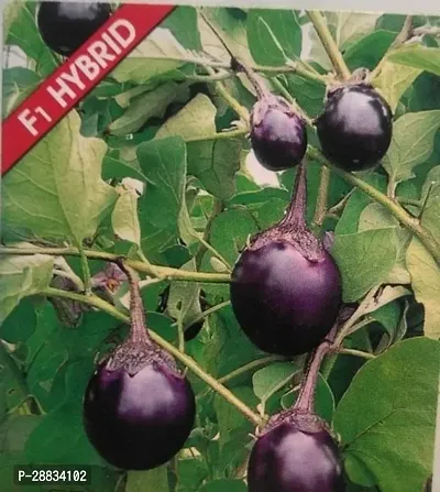 Baishnab Brinjal 10 per packetKD 121410PIECE