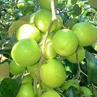 Baishnab Ber Apple Plant Thai Green Apple Ber Plant-thumb1