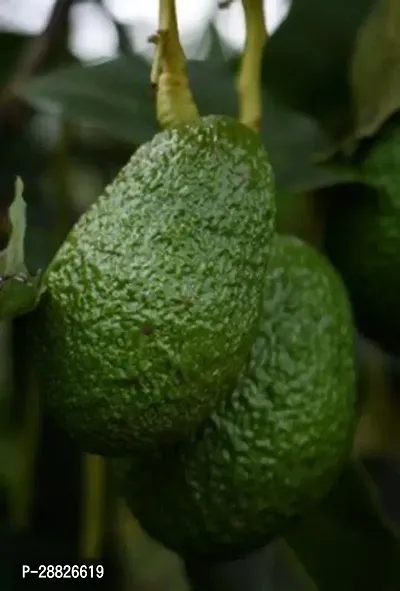 Baishnab  Avocado Plants Live PlantCF751 Avocado